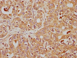 Invitrogen CD63 Recombinant Rabbit Monoclonal Antibody (2E5) 100 &mu;L;