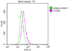 Invitrogen ICAM-1 Recombinant Rabbit Monoclonal Antibody (3E9) 100 &mu;L;