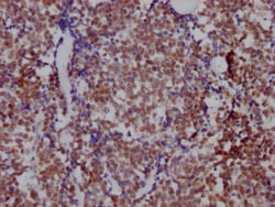 Invitrogen HDAC3 Recombinant Rabbit Monoclonal Antibody (4D4) 100 &mu;L;