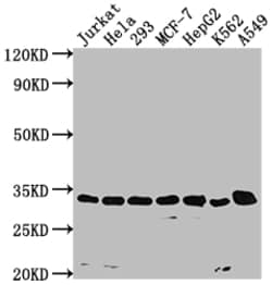 Invitrogen CDK4 Recombinant Rabbit Monoclonal Antibody (8H4) 100 &mu;L;