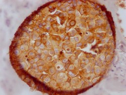 Invitrogen E-cadherin Recombinant Rabbit Monoclonal Antibody (1E1) 100