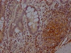 Invitrogen CD73 Recombinant Rabbit Monoclonal Antibody (6F6) 100 &mu;L;