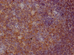 Invitrogen&trade;&nbsp;CD22 Recombinant Rabbit Monoclonal Antibody (3D8)