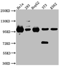 Invitrogen STAT6 Recombinant Rabbit Monoclonal Antibody (2F10) 100 &mu;L;