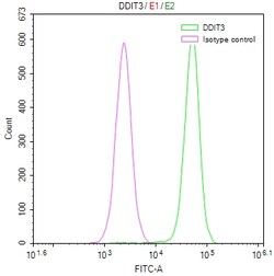 Invitrogen CHOP Recombinant Rabbit Monoclonal Antibody (17A10) 100 &mu;L;