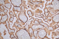 Invitrogen Placental Alkaline Phosphatase Recombinant Rabbit Monoclonal