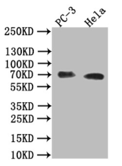 Invitrogen Placental Alkaline Phosphatase Recombinant Rabbit Monoclonal