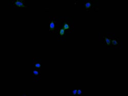 Invitrogen Histone H3 Recombinant Mouse Monoclonal Antibody (28H10) 100