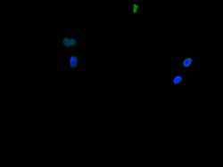 Invitrogen Histone H3 Recombinant Mouse Monoclonal Antibody (28H10) 100