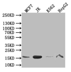 Invitrogen Histone H3 Recombinant Mouse Monoclonal Antibody (28H10) 100