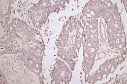 Invitrogen E-cadherin Recombinant Mouse Monoclonal Antibody (30B12) 100