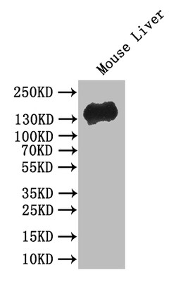 Invitrogen E-cadherin Recombinant Mouse Monoclonal Antibody (30B12) 100