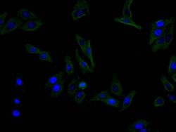 Invitrogen CD13 Recombinant Mouse Monoclonal Antibody (9C4) 100 &mu;L;