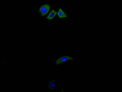 Invitrogen CD13 Recombinant Mouse Monoclonal Antibody (9C4) 100 &mu;L;