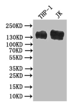 Invitrogen CD31 Recombinant Mouse Monoclonal Antibody (9C9) 100 &mu;L;