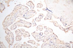 Invitrogen Podoplanin Recombinant Mouse Monoclonal Antibody (34B4) 100