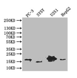 Invitrogen Podoplanin Recombinant Mouse Monoclonal Antibody (34B4) 100
