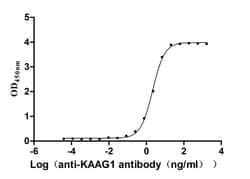 Invitrogen KAAG1 Recombinant Human Monoclonal Antibody (2H3) 100 &mu;L;