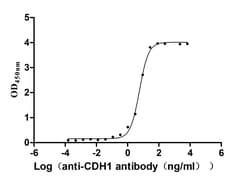 Invitrogen E-cadherin Recombinant Human Monoclonal Antibody (10H4) 100