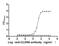 Invitrogen Claudin 6 Recombinant Mouse Monoclonal Antibody (8D7) 100 &mu;L;