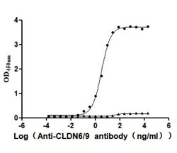 Invitrogen Claudin 6/9 Recombinant Mouse Monoclonal Antibody (9E2) 100