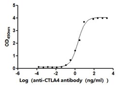 Invitrogen CTLA-4 Recombinant Human Monoclonal Antibody (12E8) 100 &mu;L;
