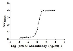 Invitrogen CTLA-4 Recombinant Human Monoclonal Antibody (12E8) 100 &mu;L;