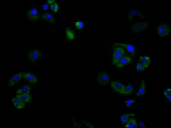 Invitrogen&trade;&nbsp;CD138 Recombinant Human Monoclonal Antibody (4D4)