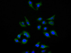 Invitrogen TIM-3 Recombinant Human Monoclonal Antibody (7G7) 100 &mu;L;