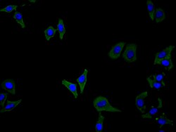 Invitrogen CSF2RB Recombinant Human Monoclonal Antibody (9C9) 100 &mu;L;