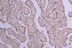 Invitrogen&trade;&nbsp;CD39 Recombinant Human Monoclonal Antibody (5D3)