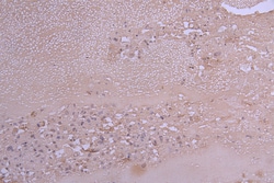 Invitrogen MCP-1 Recombinant Human Monoclonal Antibody (5F8) 100 &mu;L;