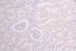 Invitrogen Sclerostin Recombinant Human Monoclonal Antibody (12F7) 100