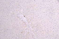 Invitrogen Sclerostin Recombinant Human Monoclonal Antibody (12F7) 100