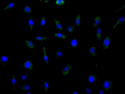 Invitrogen ASCT2 Recombinant Human Monoclonal Antibody (4G12) 100 &mu;L;