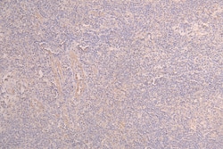 Invitrogen CD223 Recombinant Human Monoclonal Antibody (8F6) 100 &mu;L;