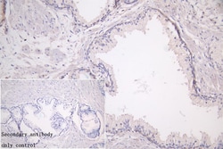 Invitrogen LRP1 Recombinant Rabbit Monoclonal Antibody (7D3) 100 &mu;L;
