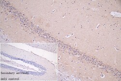 Invitrogen LRP1 Recombinant Rabbit Monoclonal Antibody (7D3) 100 &mu;L;