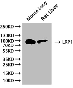 Invitrogen LRP1 Recombinant Rabbit Monoclonal Antibody (7D3) 100 &mu;L;