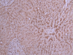 Invitrogen PCSK9 Recombinant Mouse Monoclonal Antibody (25G7) 100 &mu;L;