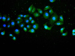 Invitrogen AIF Recombinant Mouse Monoclonal Antibody (16D10) 100 &mu;L;