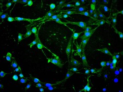 Invitrogen AIF Recombinant Mouse Monoclonal Antibody (16D10) 100 &mu;L;