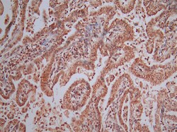 Invitrogen AIF Recombinant Mouse Monoclonal Antibody (16D10) 100 &mu;L;