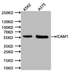 Invitrogen ICAM-1 Recombinant Human Monoclonal Antibody (15A9) 100 &mu;L;