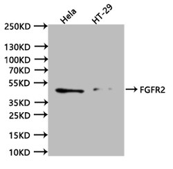 Invitrogen FGFR2 Recombinant Human Monoclonal Antibody (18D12) 100 &mu;L;