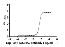 Invitrogen SLC34A2 Recombinant Human Monoclonal Antibody (7B6) 100 &mu;L;