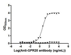 Invitrogen GPR20 Recombinant Human Monoclonal Antibody (2C1) 100 &mu;L | Buy Online | Invitrogen&trade; | Fisher Scientific