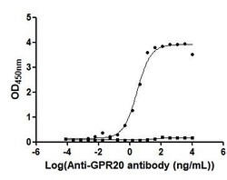 Invitrogen GPR20 Recombinant Human Monoclonal Antibody (2C1) 100 &mu;L | Buy Online | Invitrogen&trade; | Fisher Scientific