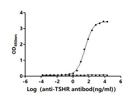 Invitrogen TSH Receptor Recombinant Human Monoclonal Antibody (11A5) 100