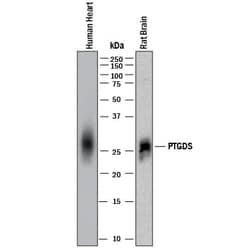 Invitrogen PTGDS Monoclonal Antibody (997303) 100 &mu;g; Unconjugated:Antibodies,